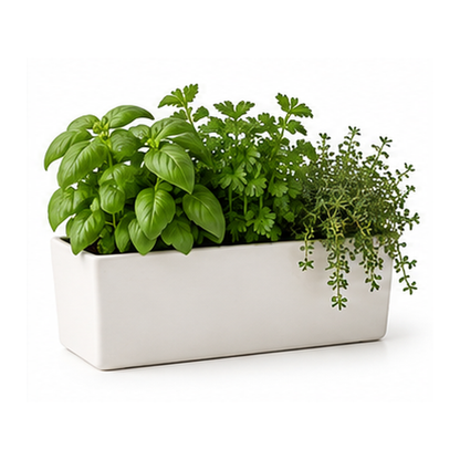 Pavriqa Ceramic Window Planter